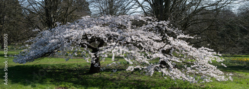 Fotografie prunus pandora