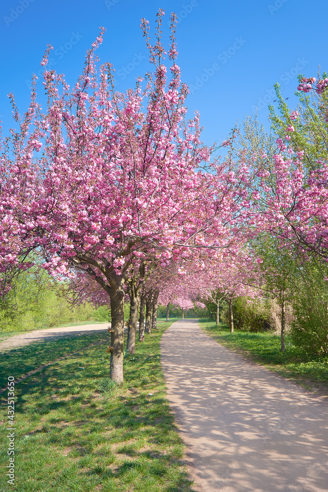 Alley of blossoming cherry trees called Mauer Weg English: Wall Path following the path of former Wall in Berlin, Germany. Bright sunlight with shadows. Alley of blossoming cherry trees called Mauer Weg English: Wall Path following the path of former Wall in Berlin, Germany. Bright sunlight with shadows.
