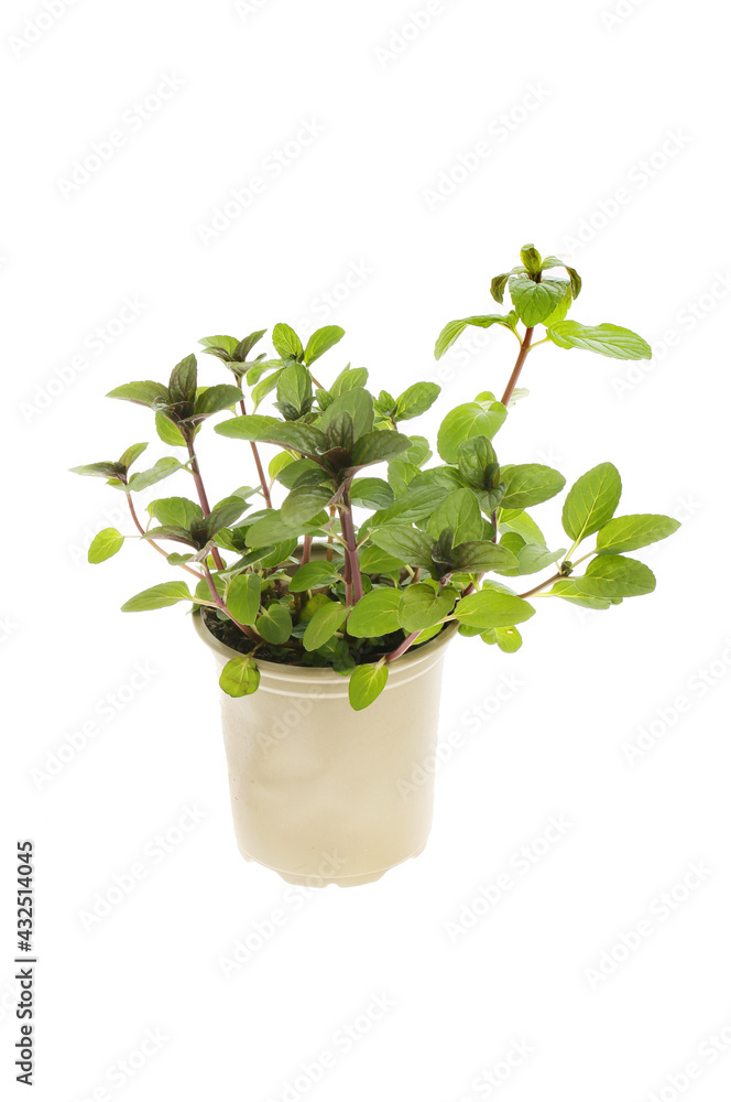 Fototapeta premium Chocolate mint in a pot