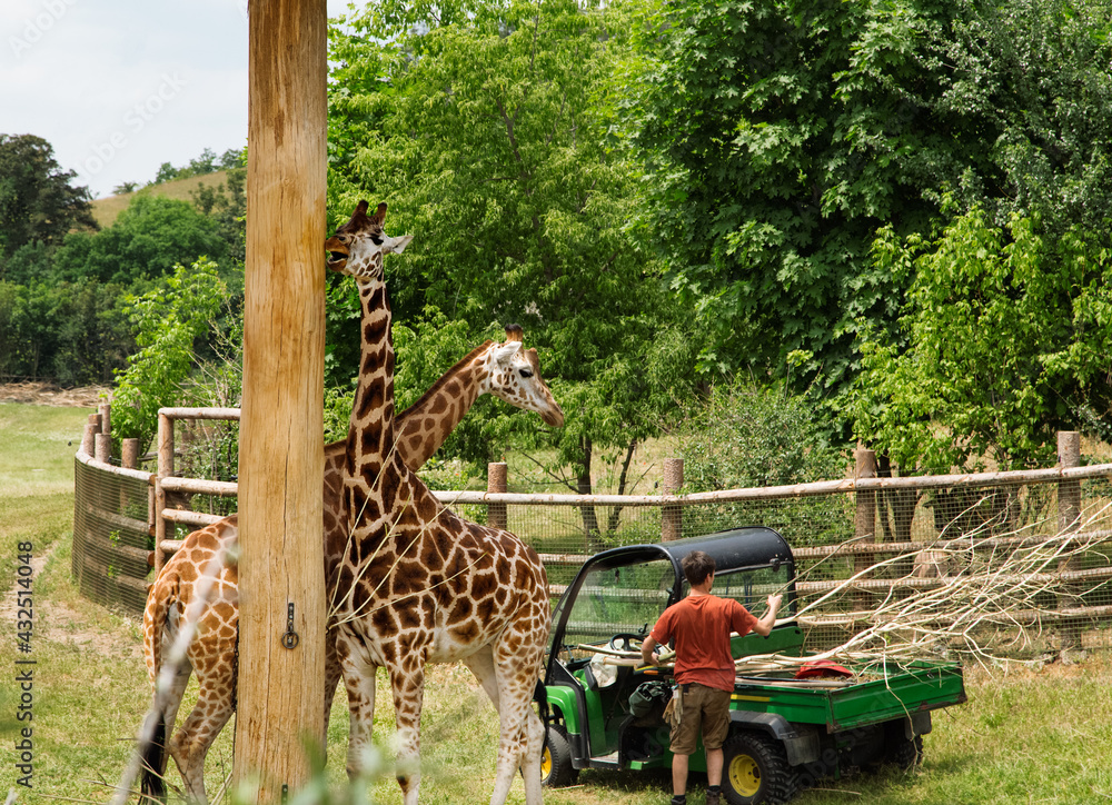 Giraffes in Prague zoo. Two giraffes wait for feeding. Zoo worker with food for giraffes in a car.