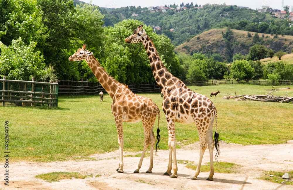 Two giraffes at an open range zoo. Zoo animals. Two giraffes at an open range zoo. Zoo animals.