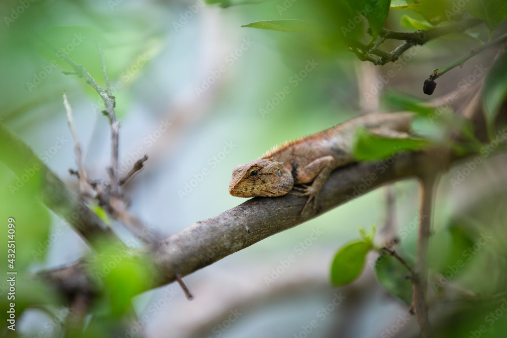 Close up Thai Chameleon on tree