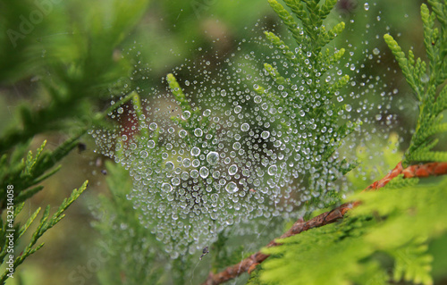 Water drops on the web