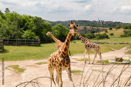 Obraz na płótnie Giraffes at an open range zoo. Walking giraffes. w salonie