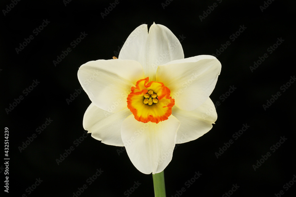 Fototapeta premium White daffodil against black