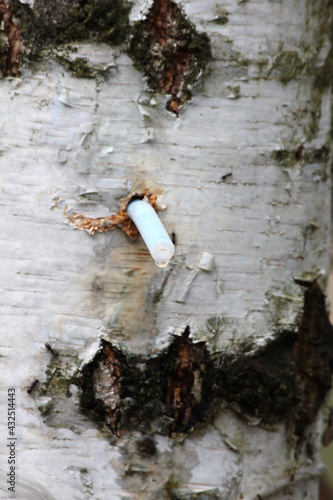 Fototapeta Naklejka Na Ścianę i Meble -  Zbieranie soku z brzozy
