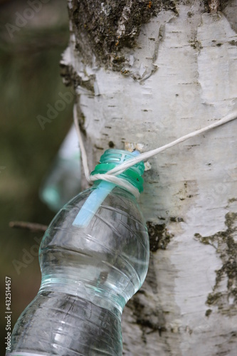 Fototapeta Naklejka Na Ścianę i Meble -  Zbieranie soku z brzozy