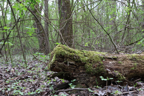 Green moss in spring forest