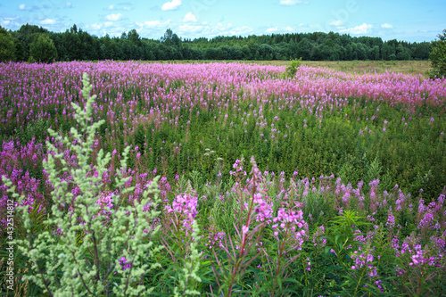 Fireweed blooms in central Russia. Flowering meadows