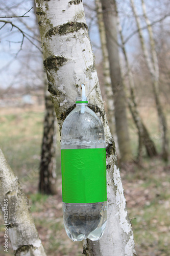 Fototapeta Naklejka Na Ścianę i Meble -  Zbieranie soku z brzozy