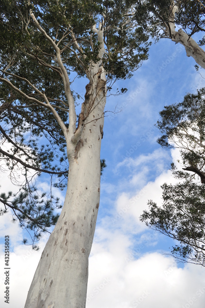 Fototapeta premium arbol