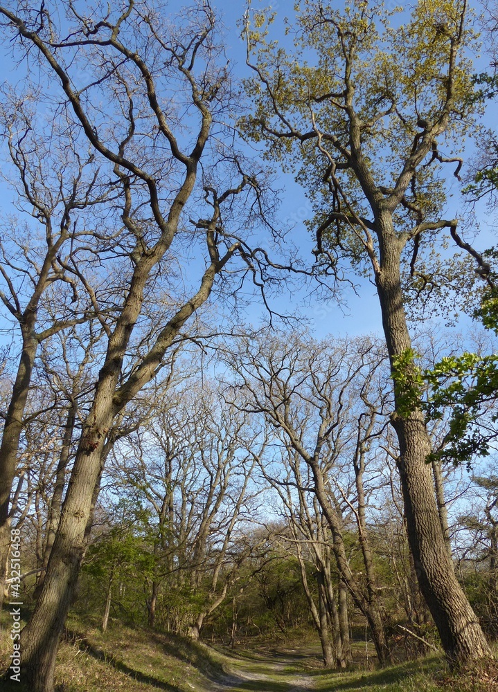 Bare trees in the blue skies of early spring. Bare trees in the blue skies of early spring.