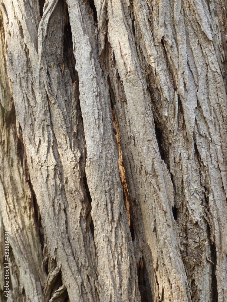 Tree bark with inner light of the evening sun. Tree bark with inner light of the evening sun.