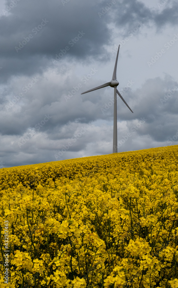 rapeseed oil field in cornwall uk with wind turbine rapeseed oil field in cornwall uk with wind turbine