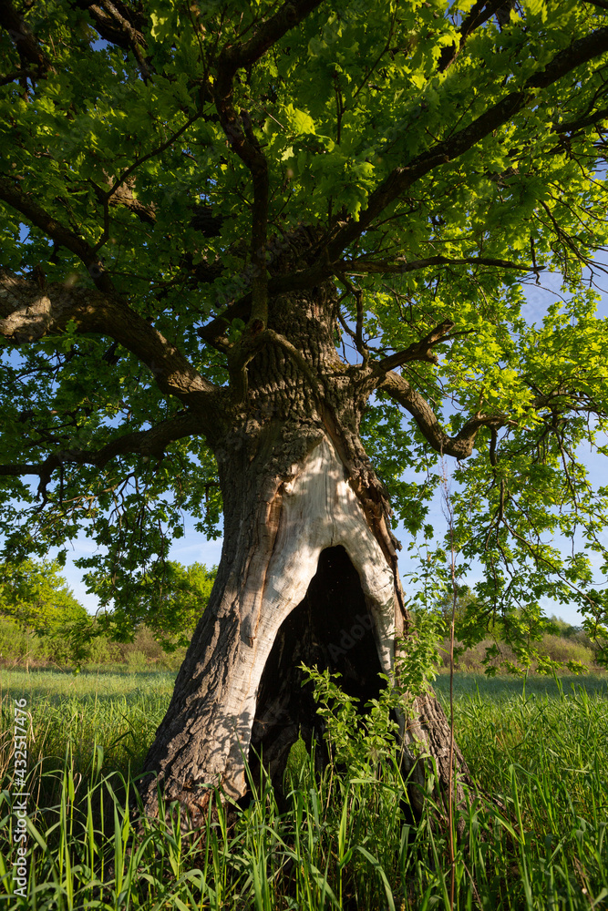 Oak with hollow