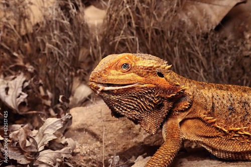 The Central Bearded Dragon , or Dragon Agama (Pogona vitticeps) feeding the insect in the dry habitat. Agama portrait.