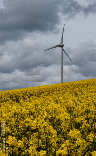 rapeseed oil field in cornwall uk with wind turbine   © pbnash1964