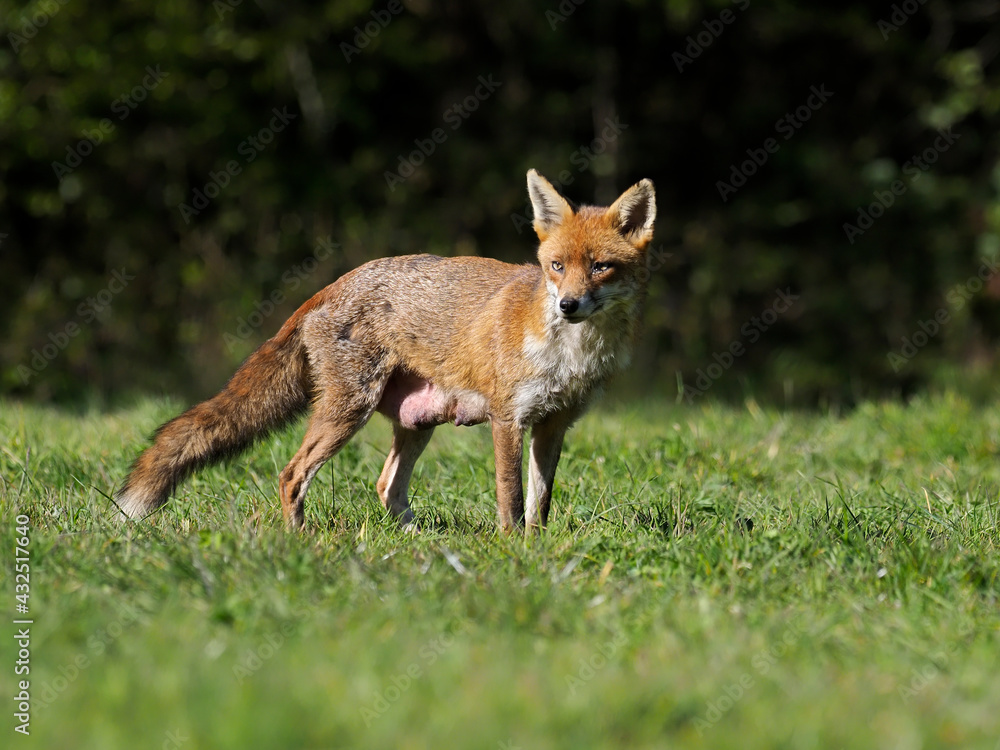 Fototapeta premium Red fox, Vulpes vulpes