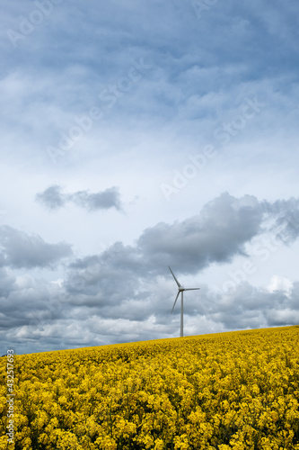rapeseed oil plants and wind turbine cornwall uk 