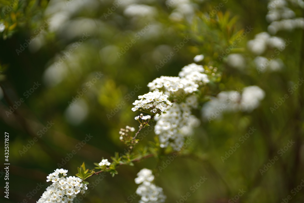 Weiße Blumen im Garten, Frühling Weiße Blumen im Garten, Frühling