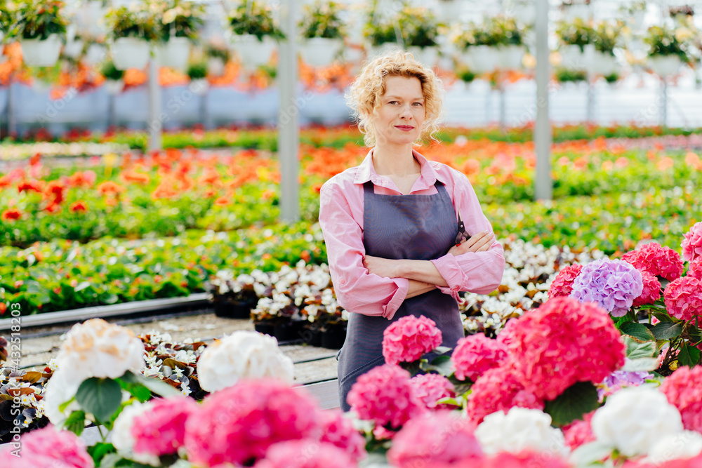 Hydrangeas flower seller, middle age mature blond woman gardener standing at greenhouse with potted flower happily looks at camera.