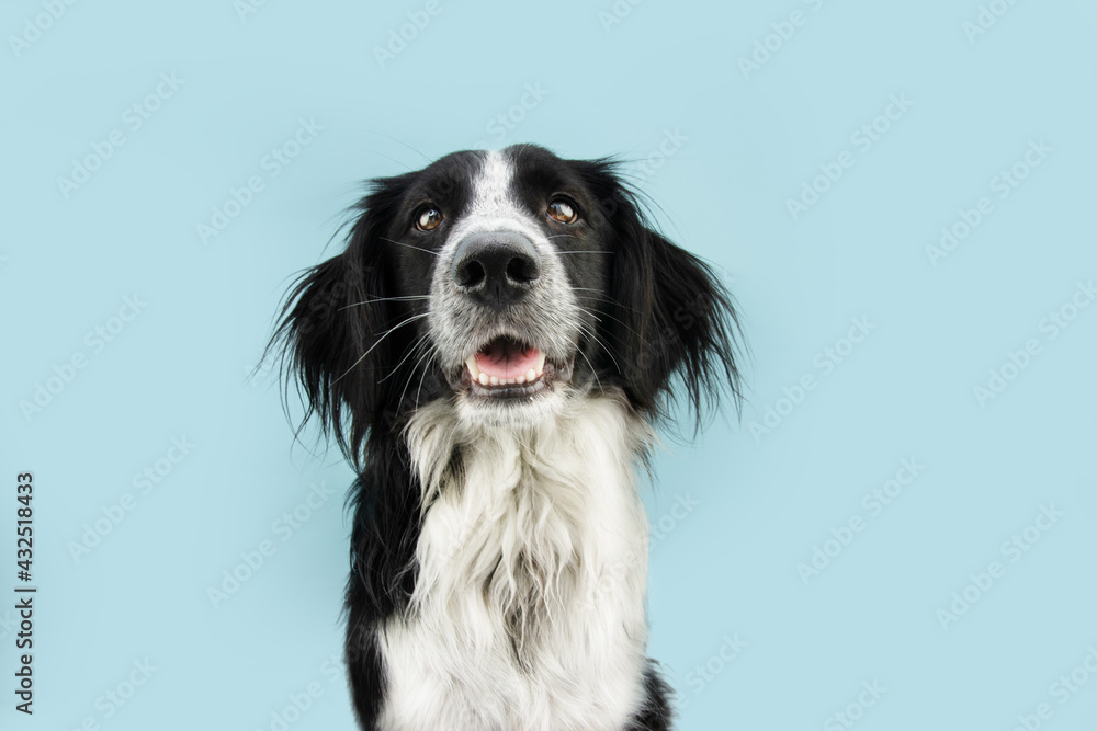 Happy smiling border collie dog looking at camera. Isolated on blue colored background