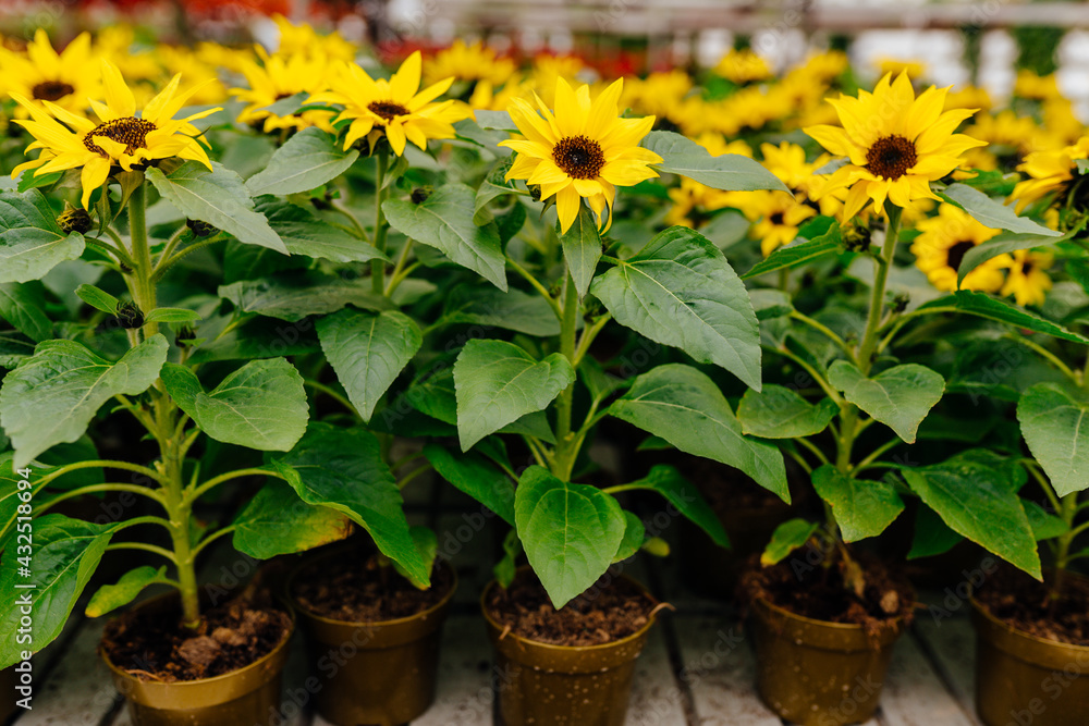 Obraz premium Variety of flowering plants in pots cultivated in modern hothouse.Sale of seedlings for the garden. Different flower assortment in the greenhouse or flower store.