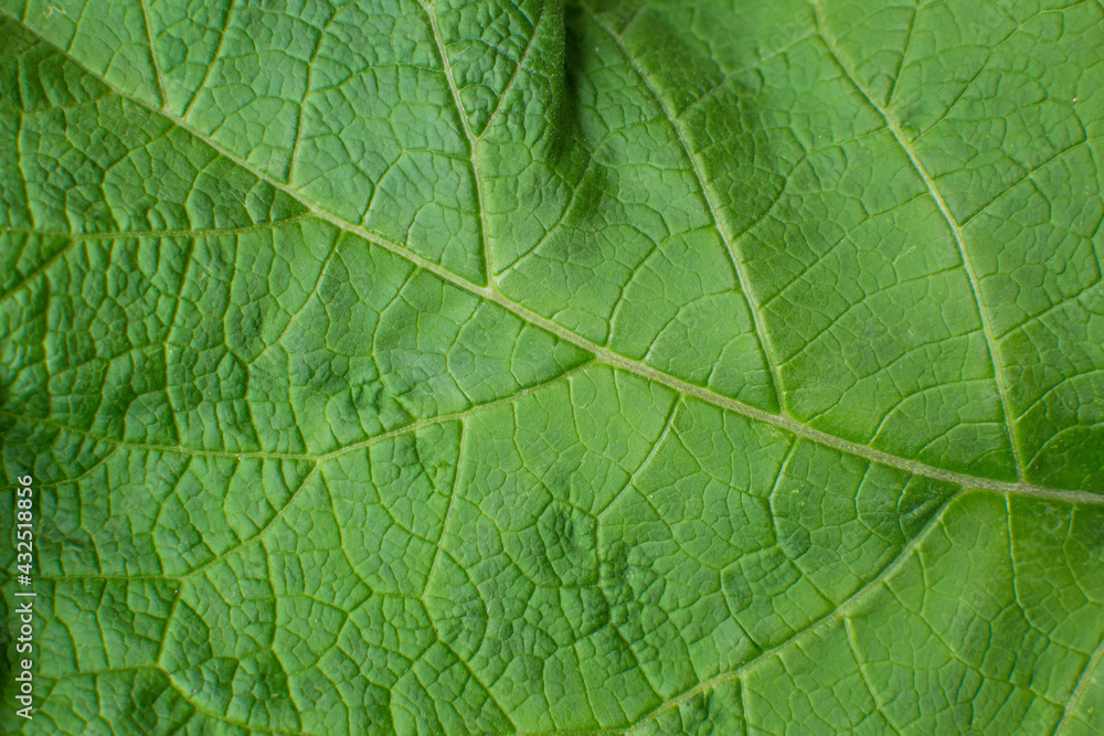 Green leaf background. Ecology and nature concept with copy space, clese-up view Green leaf background. Ecology and nature concept with copy space, clese-up view