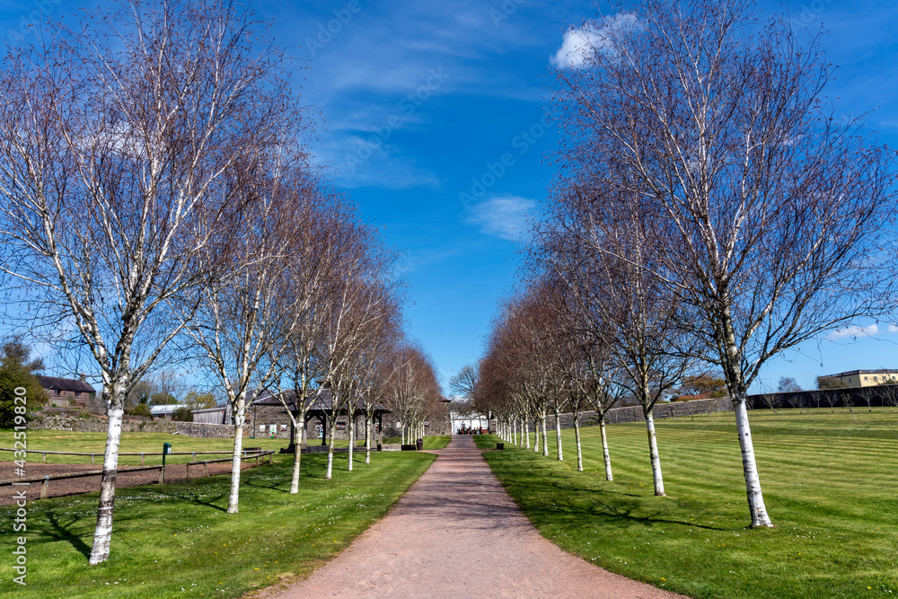 Line of Himalayan Birch trees (Betula utilisat) along a pathway at the National Botanic Garden of Wales which is a popular travel destination tourist attraction landmark, stock photo image Line of Himalayan Birch trees (Betula utilisat) along a pathway at the National Botanic Garden of Wales which is a popular travel destination tourist attraction landmark, stock photo image