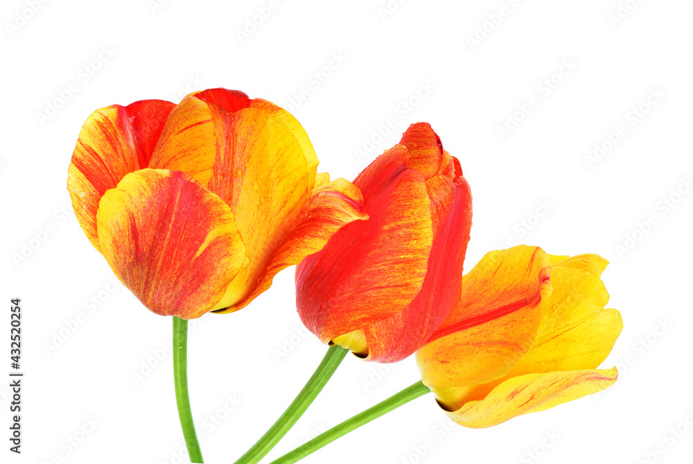 Multicolored tulips Isolated on white background Multicolored tulips Isolated on white background