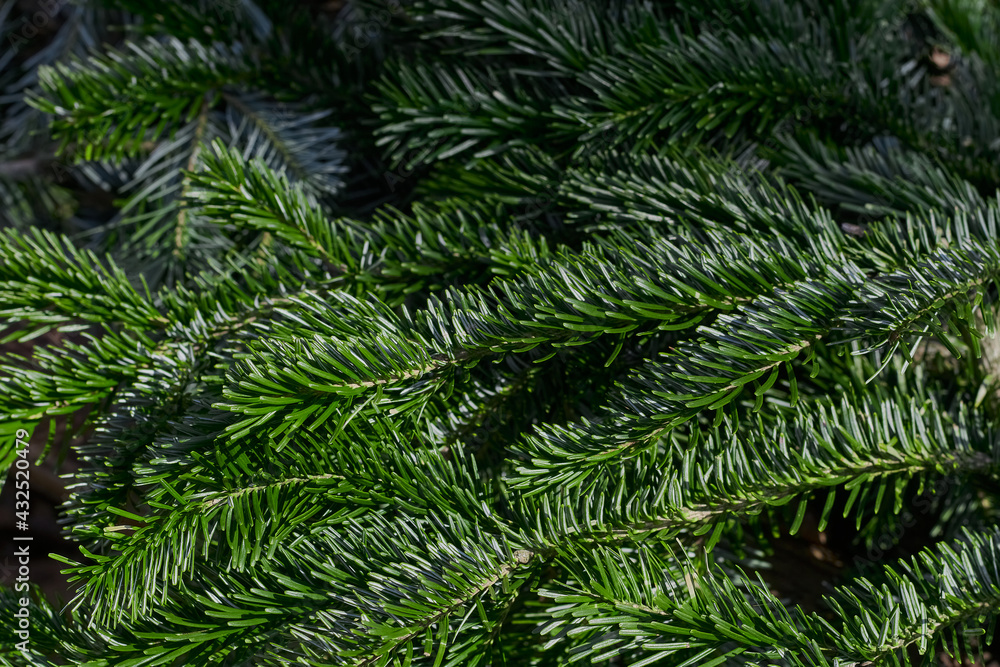 Green Christmas tree close up.	