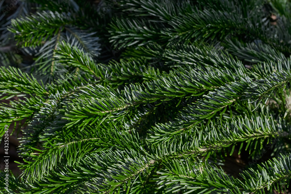 Green Christmas tree close up. Green Christmas tree close up.