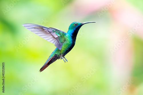 A Black-throated Mango hummingbird (Anthracothorax nigricollis) hovering in the air with a blurred pastel colored background. Colorful bird. Bird in flight. Wildlife