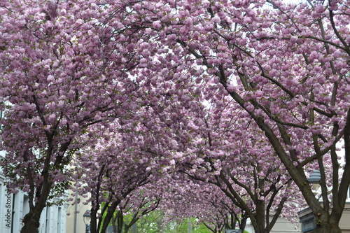 Cherry blossoms pink in background sky without sun but azure blue