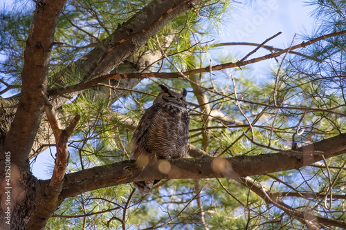 Great horned owl hidden in the crowns of a tree.