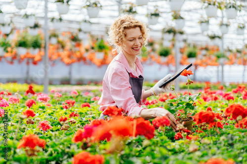 Charming female worker working with digital tablet supervising the growing of geranium flowers plants in pots at greenhouse of plants production. © Iryna