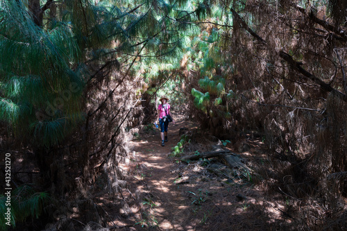 person in the forest walking on a pathway and hiking trail through a pine tree plantation on the way to a Cascading waterfall