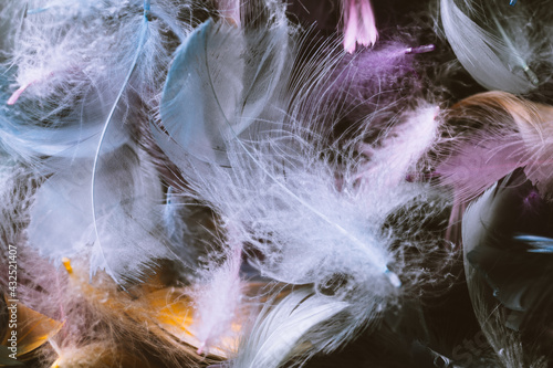 Colorful feathers On a white background