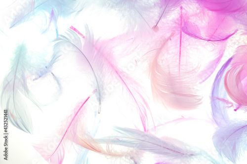 Colorful feathers On a white background