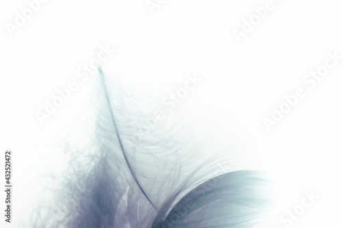 Colorful feathers On a white background