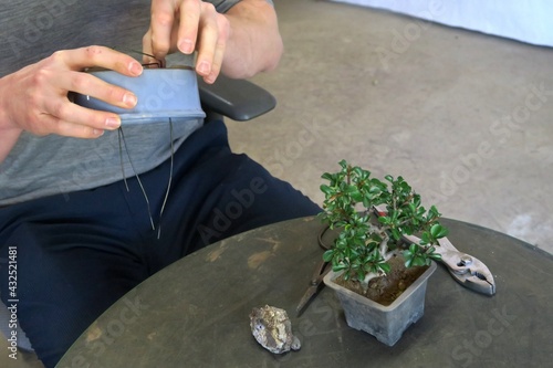 A man placing a wire for repotting bonsai in Ibaraki, Japan. April 22, 2021.