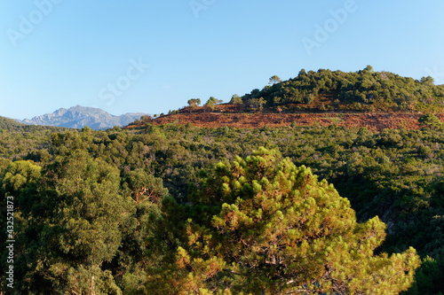 Bavella forest in corsica mountain