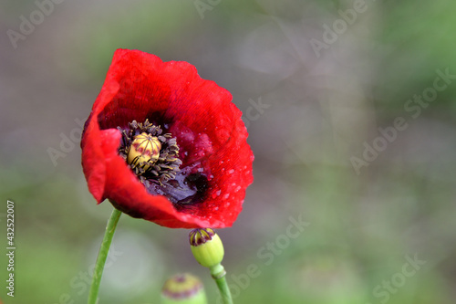 giant red poppy in the field