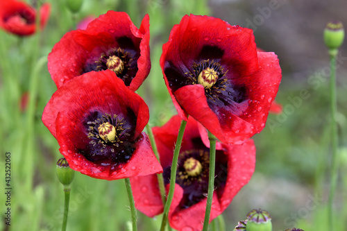 giant red poppy in the field