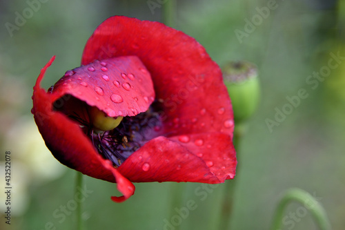 giant red poppy in the field