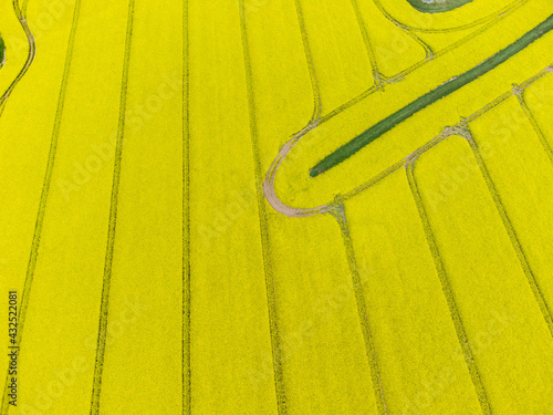 rapeseed field from above aerial drone cornwall england uk bright yellow  © pbnash1964