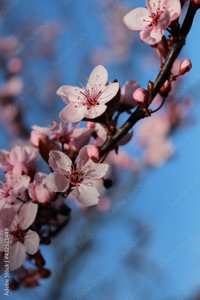 rosa Blüten im Frühling während der Kirschblüte rosa Blüten im Frühling während der Kirschblüte
