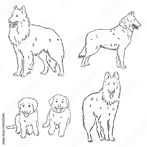 Sketch of Belgian Shepherd dog, Hand drawn illustration.