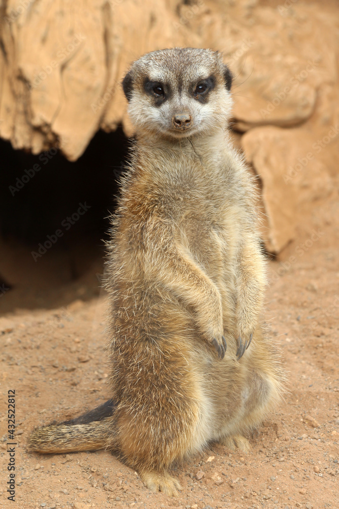 Erdmännchen Erdmännchen