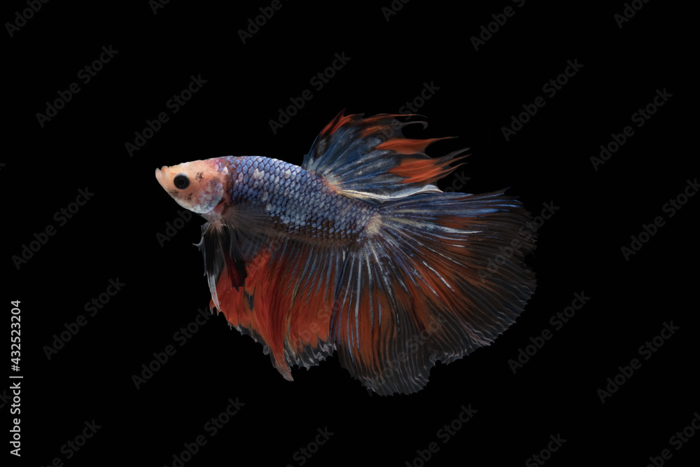 Fototapeta premium Half moon colourful betta or Thailand fighting fish on back blackground with clipping path.